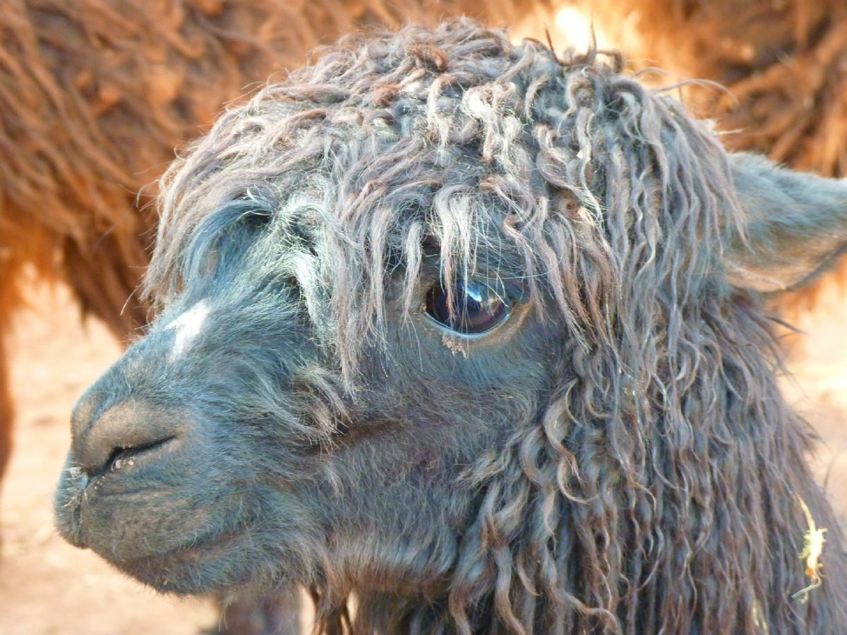 Dream Meaning of Llama