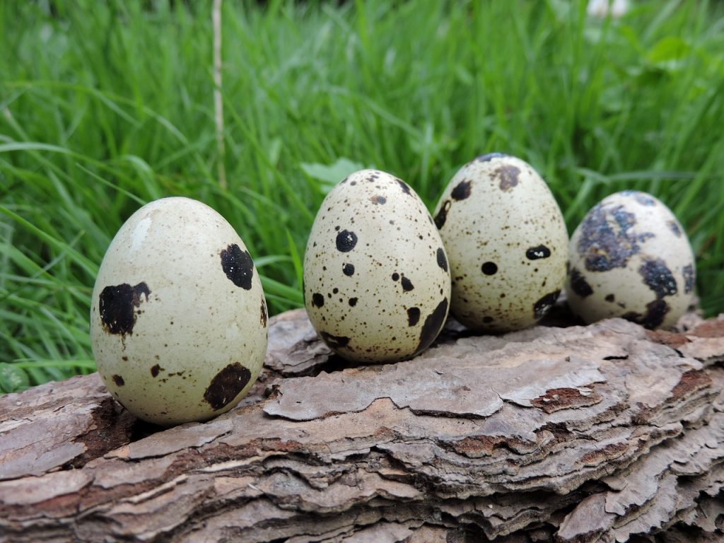 Dream Meaning of Quail