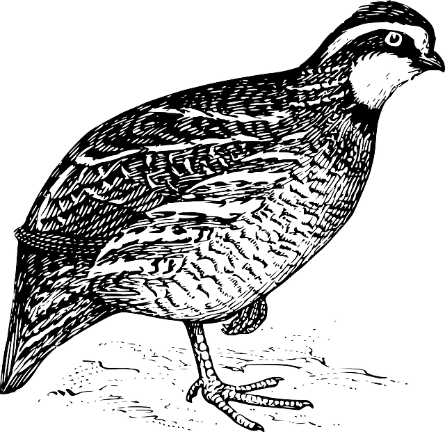 Dream Meaning of Quail