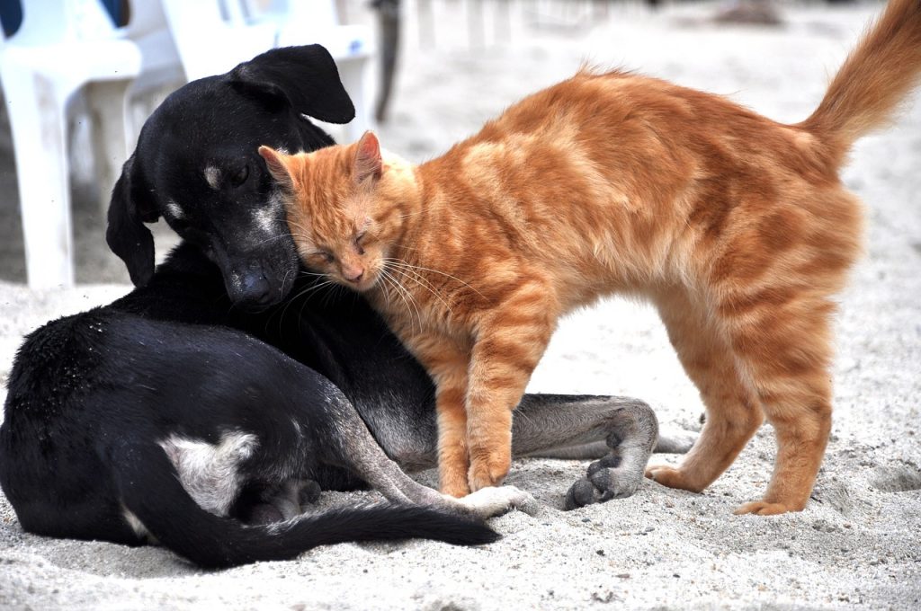 Dream Meaning of Cats