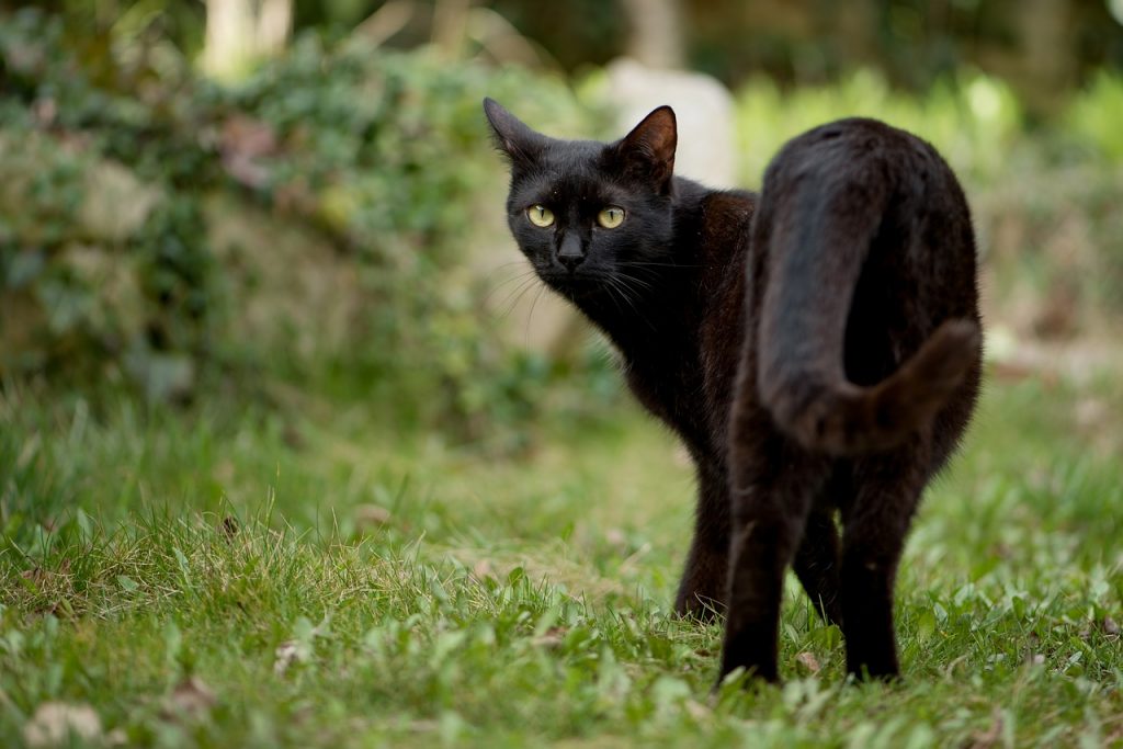 Dream Meaning of Cats