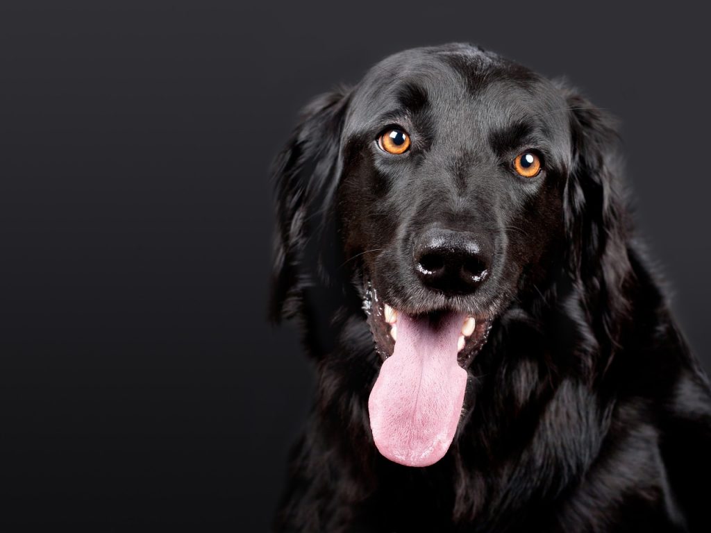Dream Meaning of Dogs