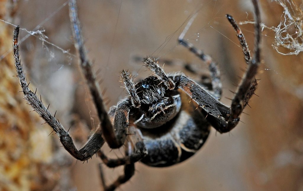 Dream Meaning of Spiders