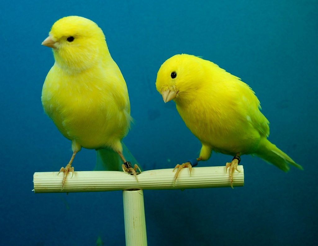 Dream Meaning of Canary Birds