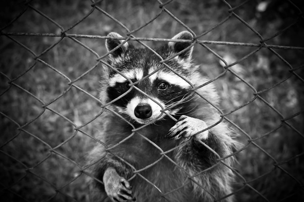 Dream Meaning of Captive