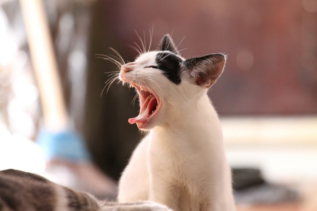 Dream Meaning of Cats