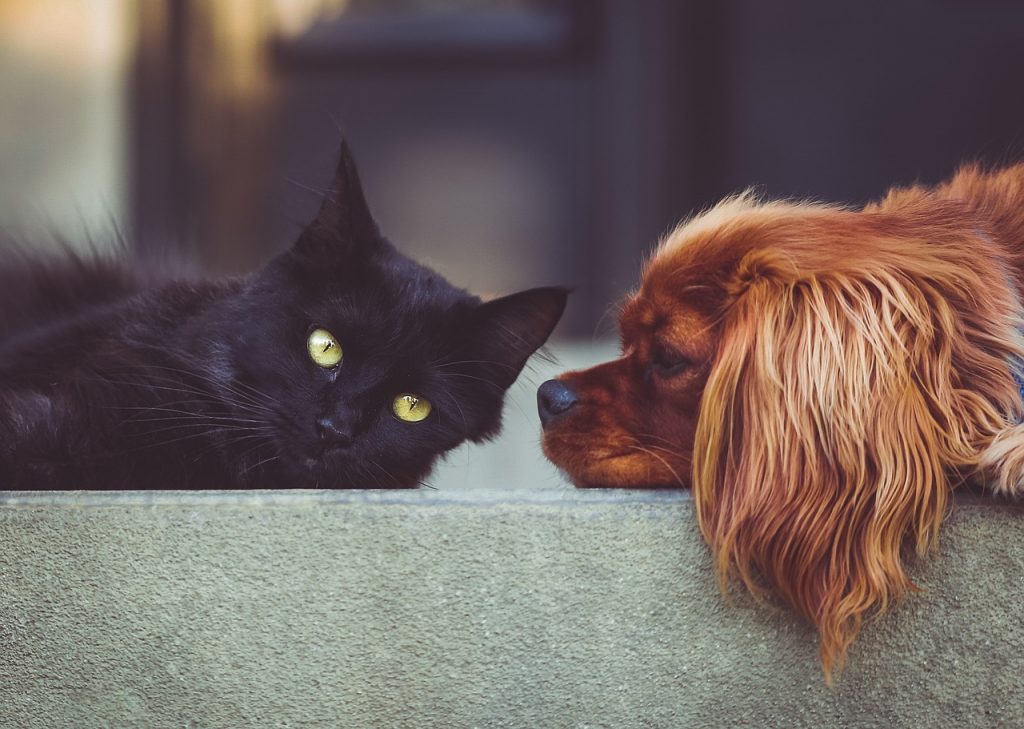 Dream Meaning of Dogs