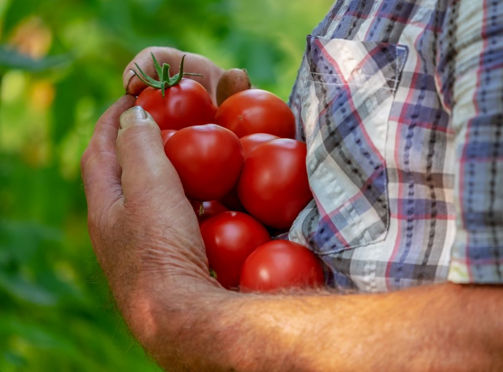 Dream Meaning of Tomatoes