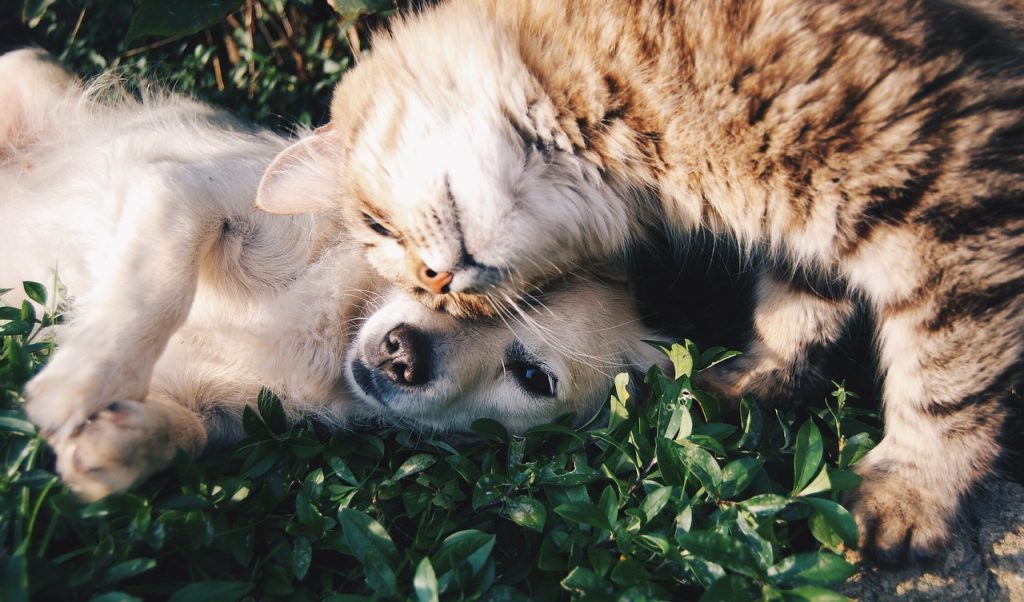 Dream Meaning of Friend
