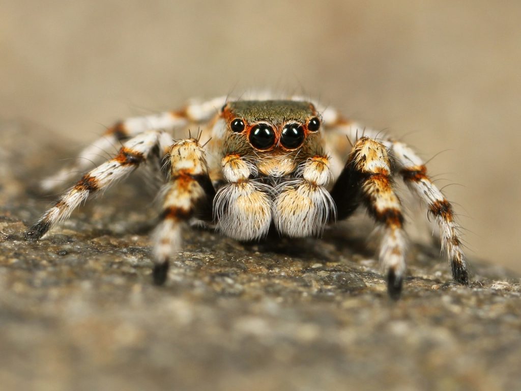 Dream Meaning of Spiders