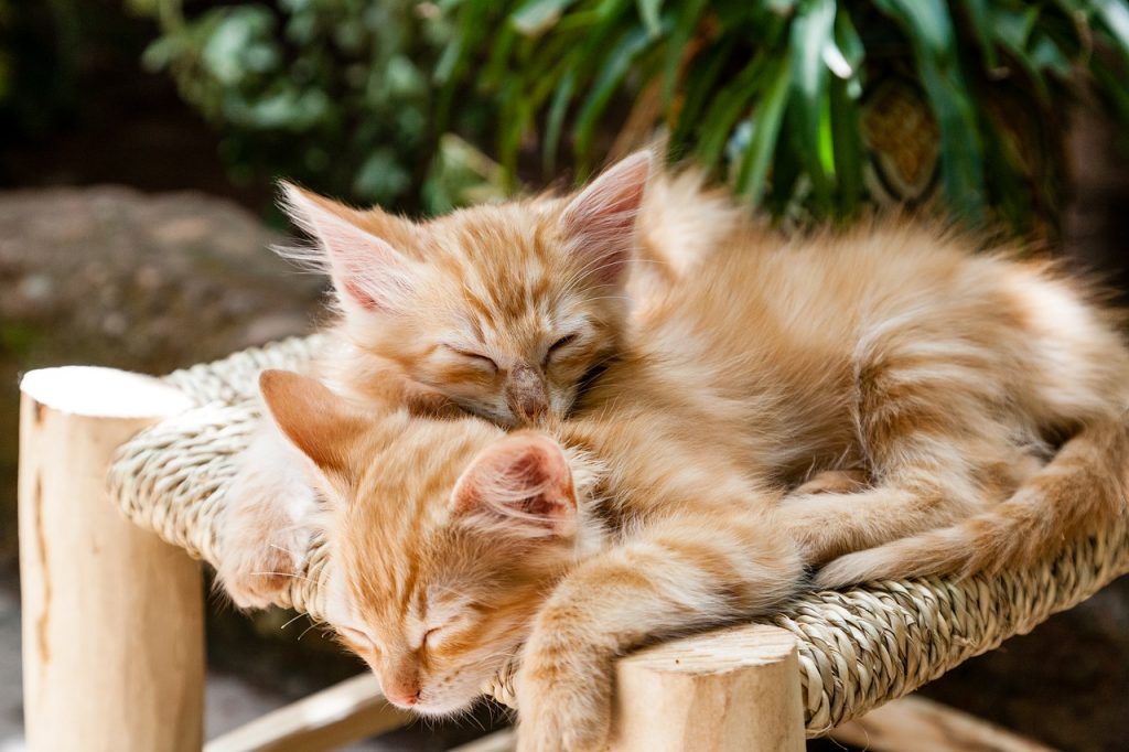 Dream Meaning of Cats