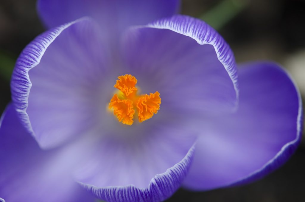 Dream Meaning of Saffron