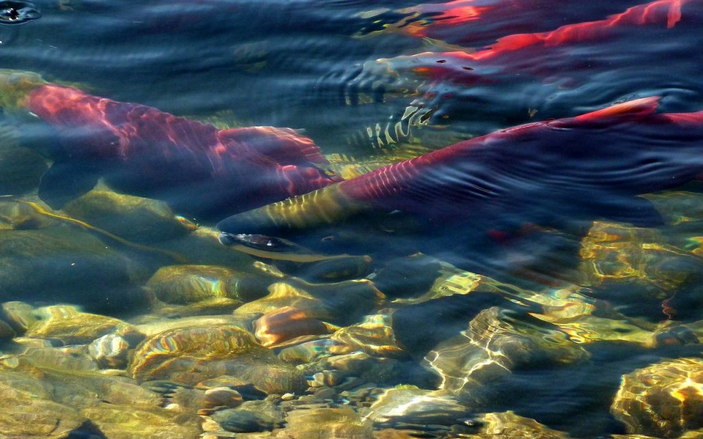 Dream Meaning of Salmon