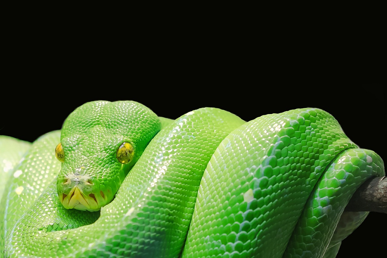 Dream Meaning of Snake