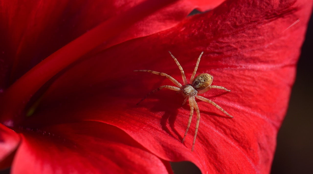 Dream Meaning of Spiders