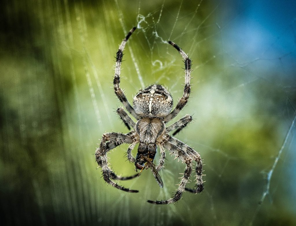 Dream Meaning of Spiders