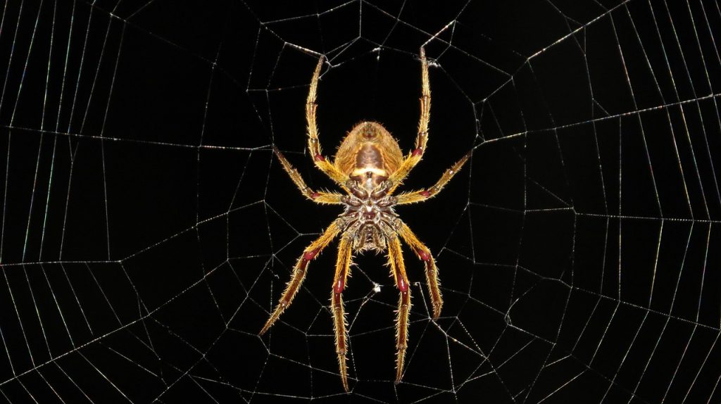 Dream Meaning of Spiders