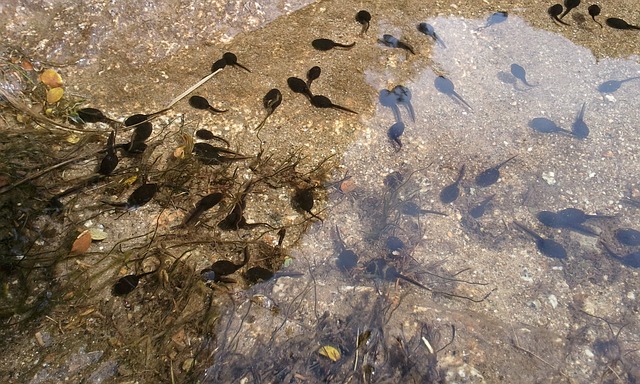 Dream Meaning of Tadpole