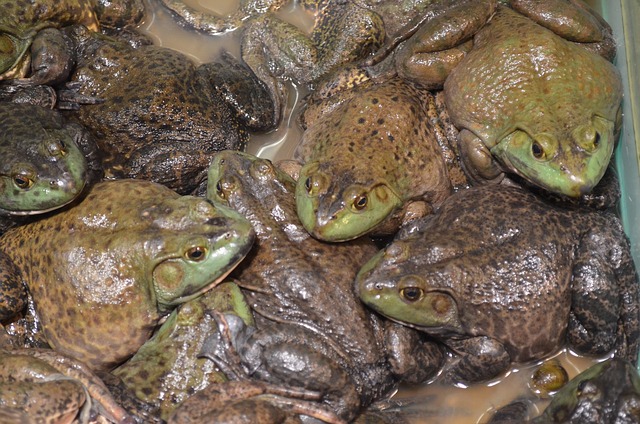Dream Meaning of Tadpole