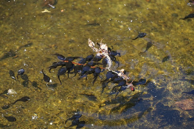 Dream Meaning of Tadpole