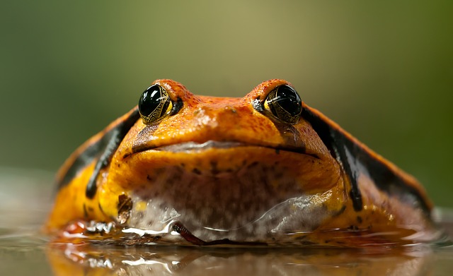 Dream Meaning of Toad