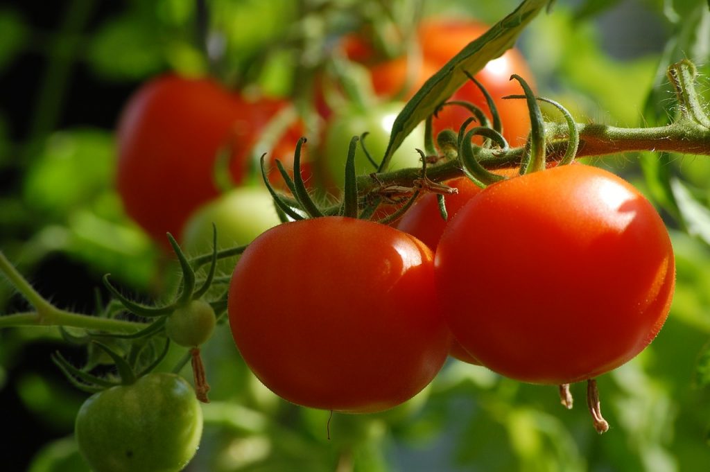 Dream Meaning of Vegetables