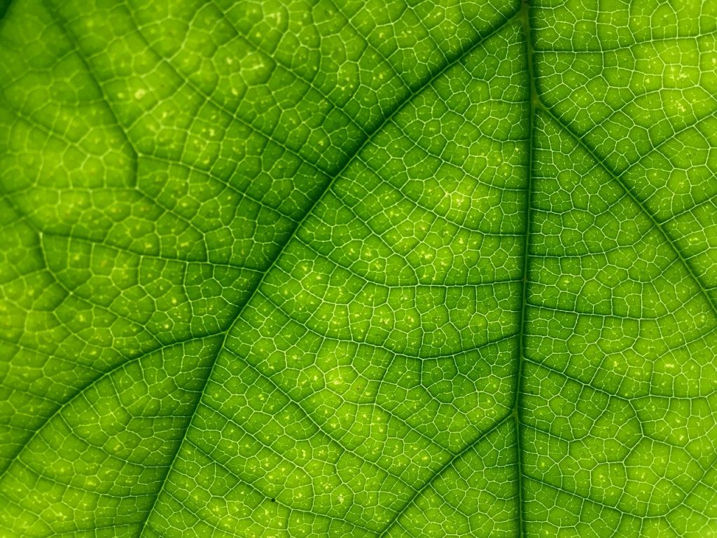 Dream Meaning of Vein