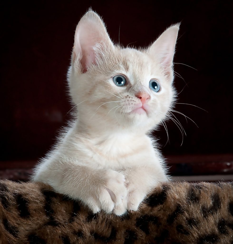 Dream Meaning of Cats