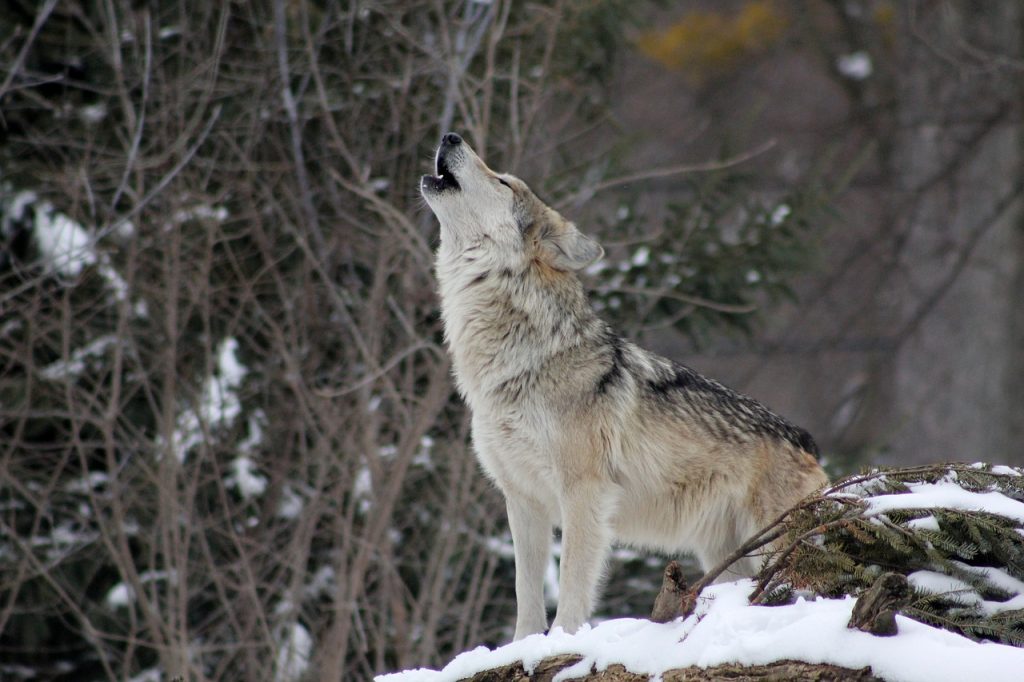 Dream Meaning of Wolf