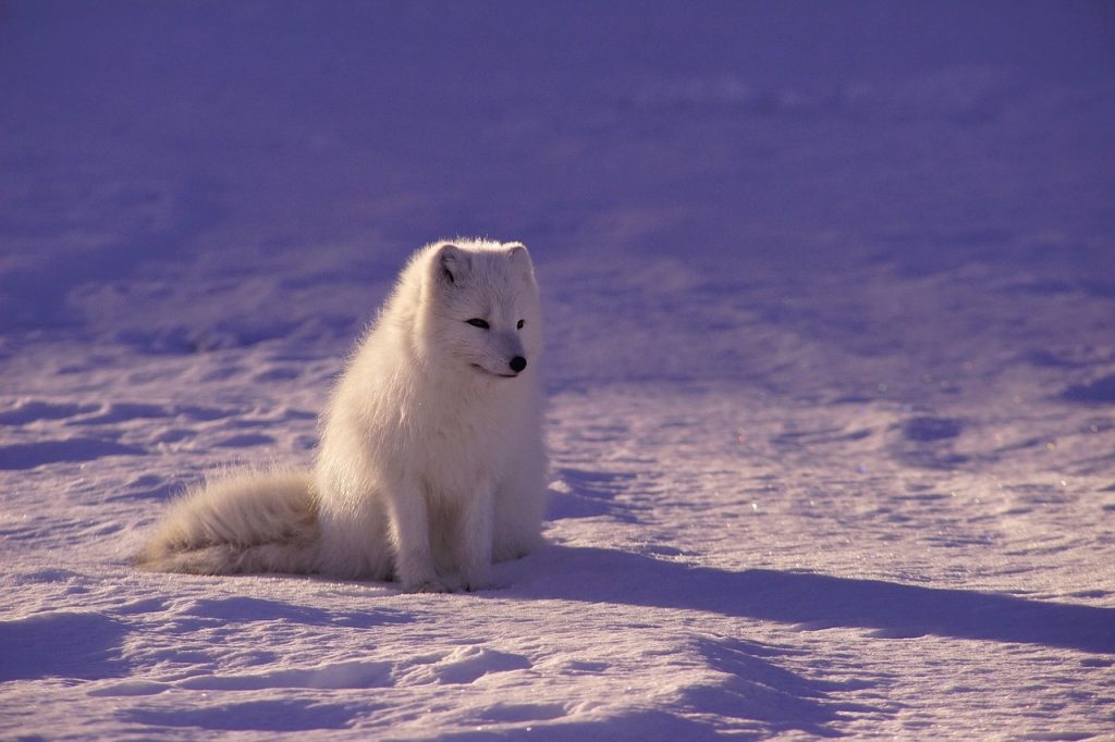 Dream Meaning of Wolf