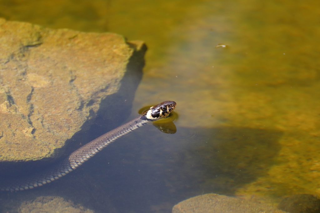 when-you-see-lots-of-snakes-in-your-dreams-tyredhouses